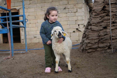 Muş’ta 650 Bin Yavru Bekleniyor: 5 Milyar TL’lik Bereket