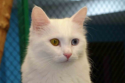 17 Şubat Dünya Kediler Günü: "Onlar Sokağımızın Rengi ve Şifası"