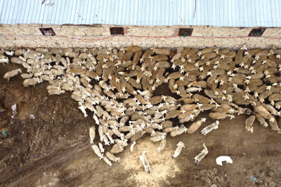 Süt Kuzularının Anne Hasreti Son Buldu: O Anlar Dronla Kaydedildi