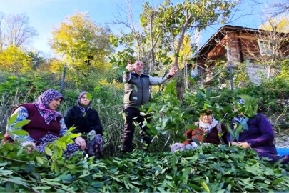 Orman Köylüsüne Milyonluk Gelir: Defne ve Trüf Bereketi