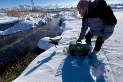 Erzurum'da Bitkin Düşen Sakar Meke Tedavi Edilip Doğaya Bırakıldı
