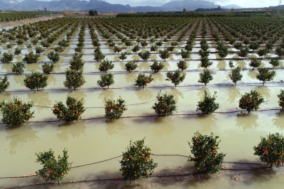 Adana’da Tarım Arazileri Göle Döndü: Hasatta 45 Günlük Gecikme