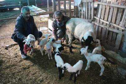 Rekor Doğum: Bir Koyun 9 Yavru Dünyaya Getirdi