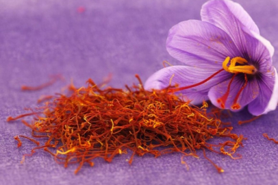 Safranda Yeni Dönem: Organik Sertifika Alındı