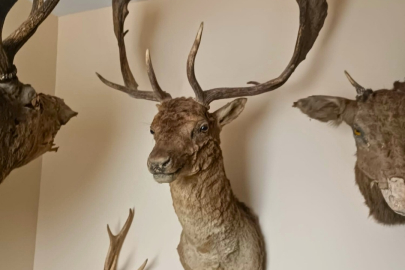 Tekirdağ’da Evden 40 Parça Tahnit ve Trofe Çıktı