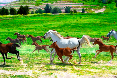 TİGEM’den “100 Milyonluk At Kayıp” İddiasına Yanıt