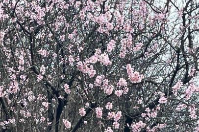 Yalancı Bahar Ağaçları Erken Uyandırdı