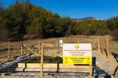 Sinop’ta Çam Ormanlarına Biyolojik Koruma