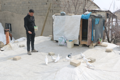 Damda Bir Dünya: 3 Irk Güvercinle 20 Yıllık Hikâye