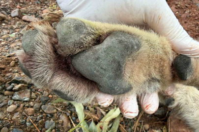 Yolda Ölen Kurt Bilim Dünyasına Işık Oldu: Genetik Miras Korunuyor