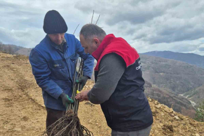 Kestane Seferberliği: Fidanlar Toprakla Buluşuyor