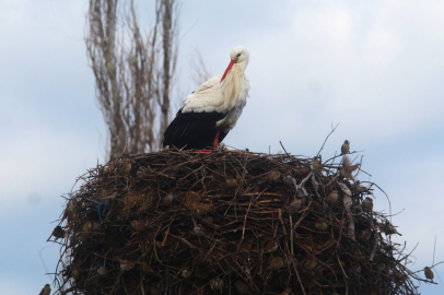 Aydın'da Baharın Müjdecisi: İlk Leylekler ve "Un Çuvalı" Heyecanı!