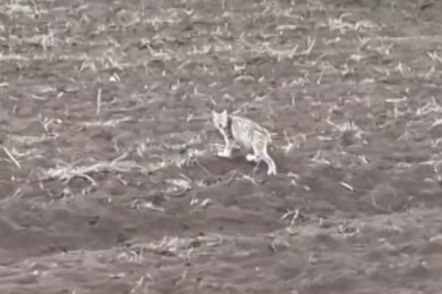 Sivas'ta 'Yalnız Vaşak' Sürprizi: O Sahne Akıllara Pengueni Getirdi!