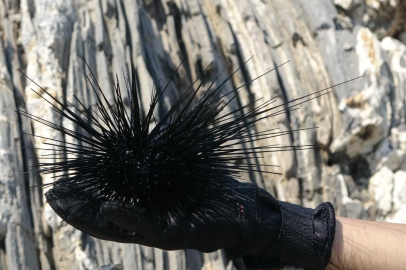 Marmara'da Denizkestanesi Alarmı: "Lobi İşbaşında, Karardan Dönülmeli"