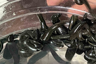 Doğal Güzellik Sırrı Sülükler: Cilt Bakımında Yeni Dönem Başladı