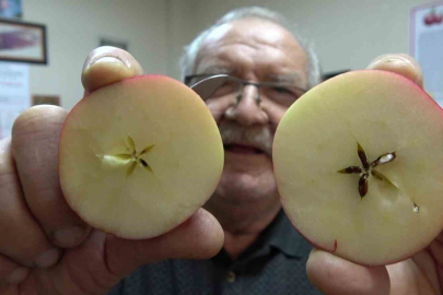 Ortadan Kesiliyor, Yıldızıyla Satılıyor