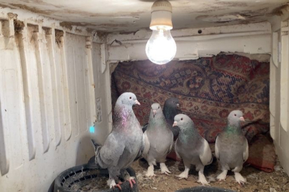 Ağrı'da Güvercin Mesaisi: Dondurucu Soğukta Kuşlarını Isıyla Koruyorlar