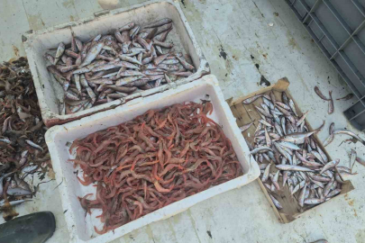 Karides Bereketi: Tekirdağlı Balıkçılar Dolu Döndü!