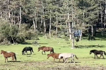 Bursa’da Görsel Şölen: Ömeraltı Yaylası’nda Özgür Yılkı Atları Görüntülendi