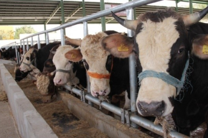 Muğla Menteşe'de Şap Alarmı: 11 Mahalle Karantina Altına Alındı!