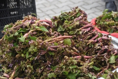 Sinop’ta Baharın Habercisi Zılbıt Tezgâhta! Faydaları Saymakla Bitmiyor