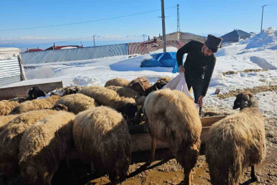 Süphan Dağı Eteklerinde Kar Esareti: Besicilerin Zorlu Kış Mesaisi