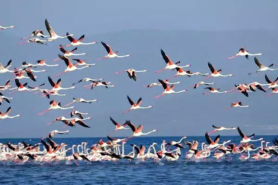 Van Gölü’nde Sular Çekildi: Yeni Adacıklar Ortaya Çıktı