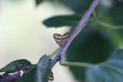 Karadeniz'de İstilacı Üçlü: Fındık ve Meyve Bahçeleri Tehdit Altında!