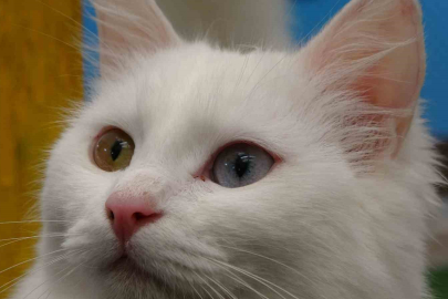 Hedef: Orijinal Van Kedisi Sayısını Artırmak