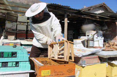 Kovanda “Seçim”: Kazananı Arılar Belirleyecek