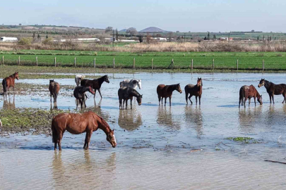 Uluabat Gölü Taştı, Yarış Atları Suyun İçinde