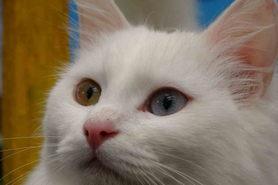 Van Kedilerinde Aşk Mevsimi: 2026 Yılı Çiftleşme Programı Başladı