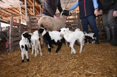 Denizli'de Hayvancılık Mucizesi: Sakız Cinsi Koyun Bir Batında 9 Kuzu Doğurdu!