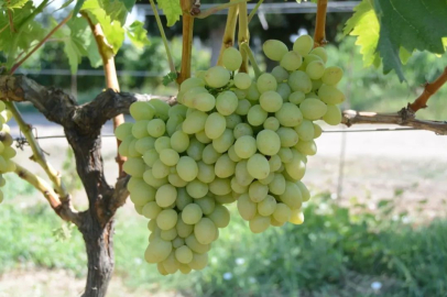 Tekirdağ’da “Günışığı” Doğdu: Yeni Üzüm Çeşidi Neler Vaat Ediyor?