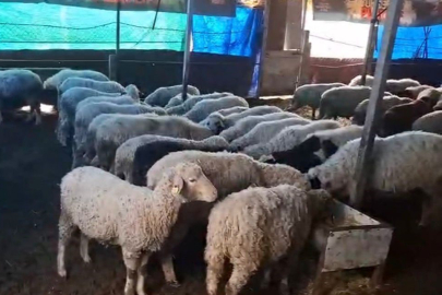 Denizli’de Mucize Doğum: 4 Koyunla Başladılar, 600 Hayvana Ulaştılar!