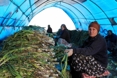 Kalite Alarmı: Hasat Süreci Mercek Altında