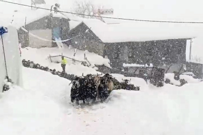 Divriği’de İnatçı Kar Mücadelesi: Keçiler Yarım Metrelik Karı Yarıp Geçti!
