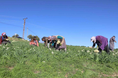 Mersin'de Nergis Devrimi: Atıl Araziler 10 Kat Değer Kazandı!