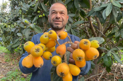 Mersin Erdemli’de ‘Sarı Altın’ Hasadı Başladı! İlk Kasalar Dubai Yolunda