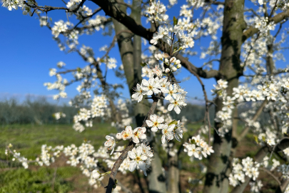 Bursa’da Yalancı Bahar Alarmı: Meyve Ağaçları Erken Çiçek Açtı!