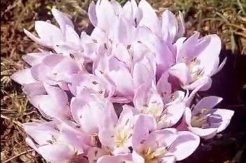 Pülümür Vadisi'nde Görsel Şölen: Çiğdemler Yalancı Bahara Aldandı!