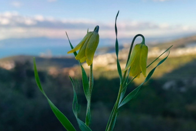 Kuşadası’nda Endemik Miras: "Ağlayan Gelinler" Kayalıkları Sarıya Boyadı!