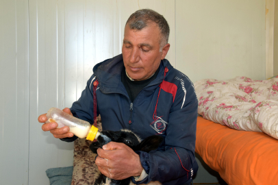 Erciş'te 'Karbeyaz' Seferberliği: Yetim Kuzuya Evinde Bebek Gibi Bakıyor!