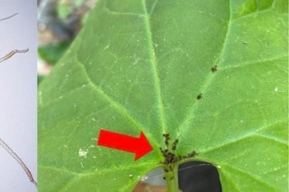 Kaz Dağları’nda Bilimsel Keşif: 3 Bin Yıllık "Dardanel" İsmi Yeni Bir Türle Yaşayacak!