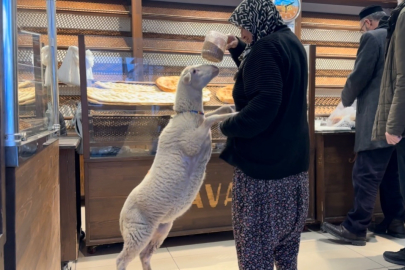 İznik'in Maskotu 'Çorap': Markette ve Pide Kuyruğunda Sahibinin İzinde!