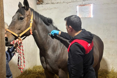 Vize’de Safkan Atlar Mercek Altında: Koruyucu Aşılama Seferberliği Başladı!