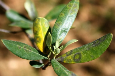 Aydın'da Zeytin Üreticisine Kritik Uyarı: Halkalı Leke Riski Başladı!