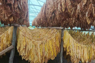 Pazaryeri’nde Tarım Hamlesi: Tütün ve İpekböceği Geri Dönüyor!