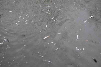 Çayda korkutan görüntü: Yüzeye çıkan balıklar ölüyor