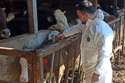 Düzce’de Şap Alarmı: 52 Bin Hayvan Aşılanacak